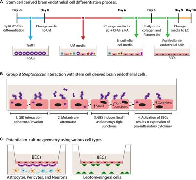 Past and Current Perspectives in Modeling Bacteria and Blood–Brain Barrier Interactions